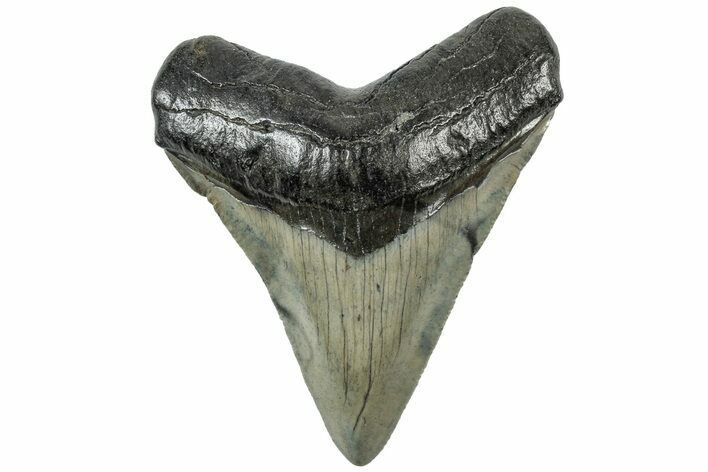 Serrated, Juvenile Megalodon Tooth - South Carolina #312102